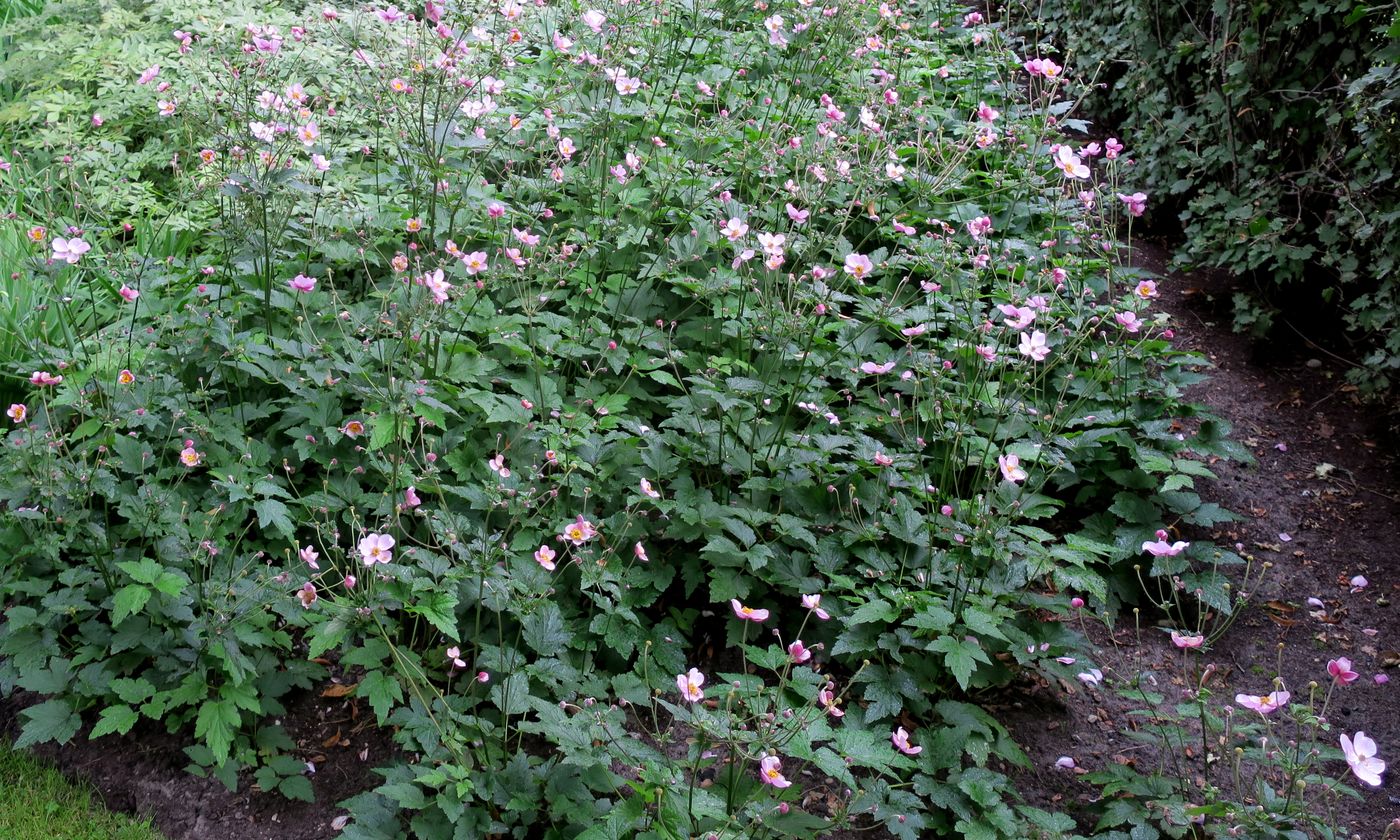 Image of Anemone hupehensis specimen.