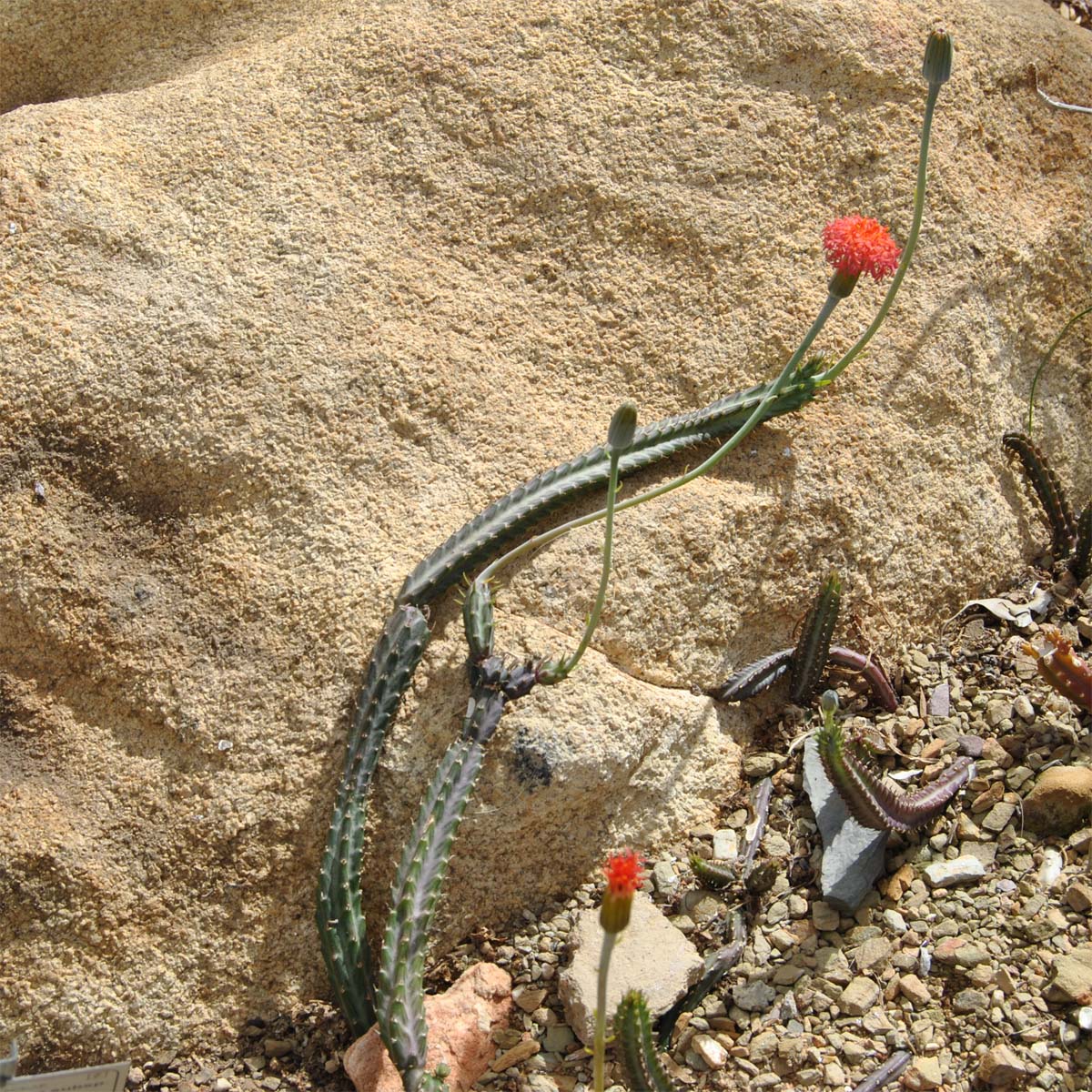 Image of Kleinia stapeliiformis specimen.