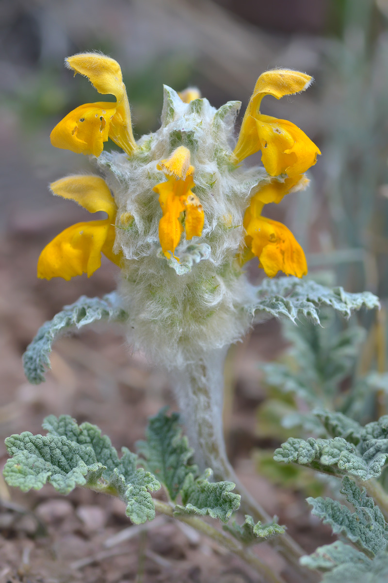 Изображение особи Phlomoides speciosa.