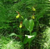 Cypripedium calceolus