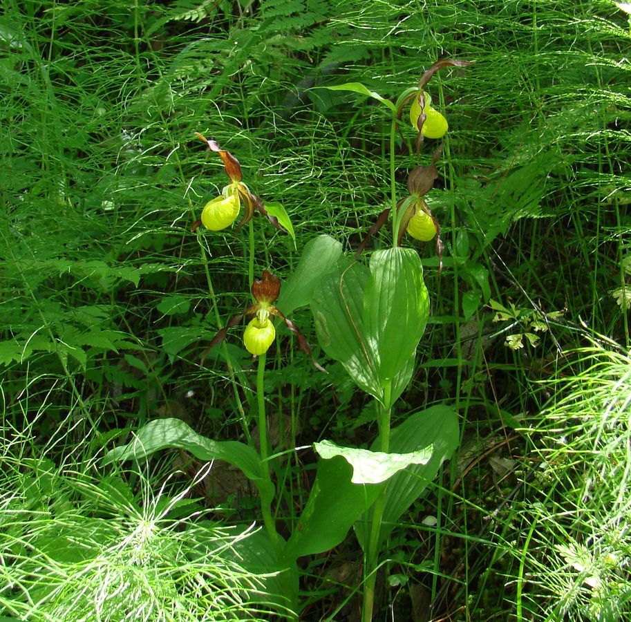 Изображение особи Cypripedium calceolus.