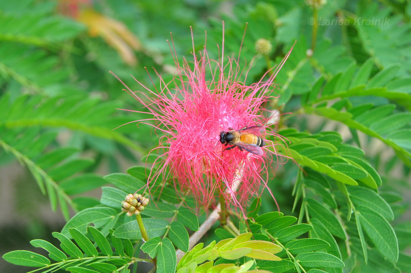 Image of Calliandra haematocephala specimen.