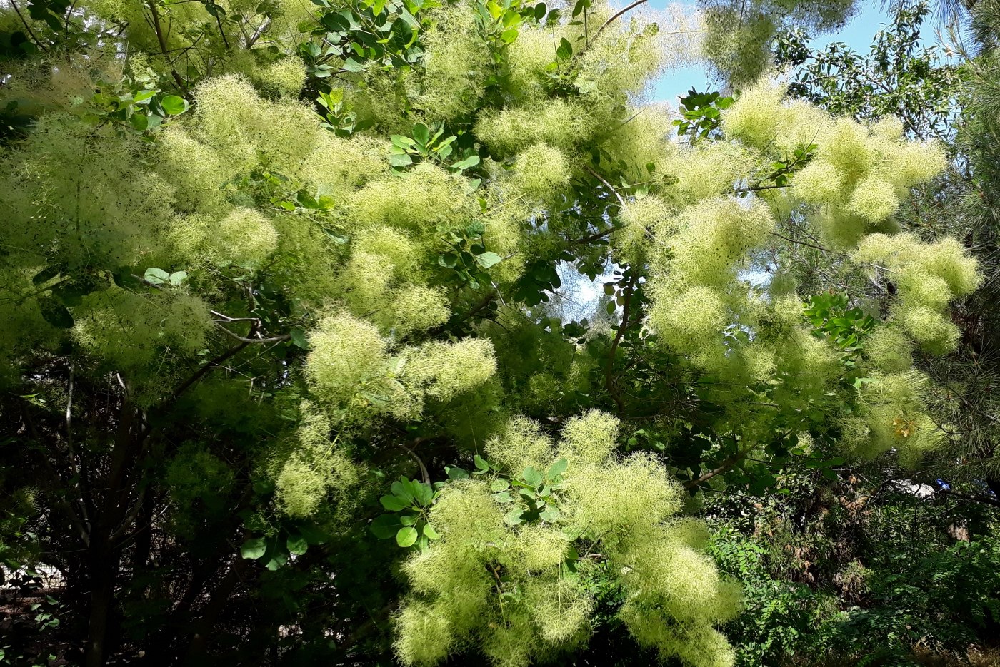 Изображение особи Cotinus coggygria.