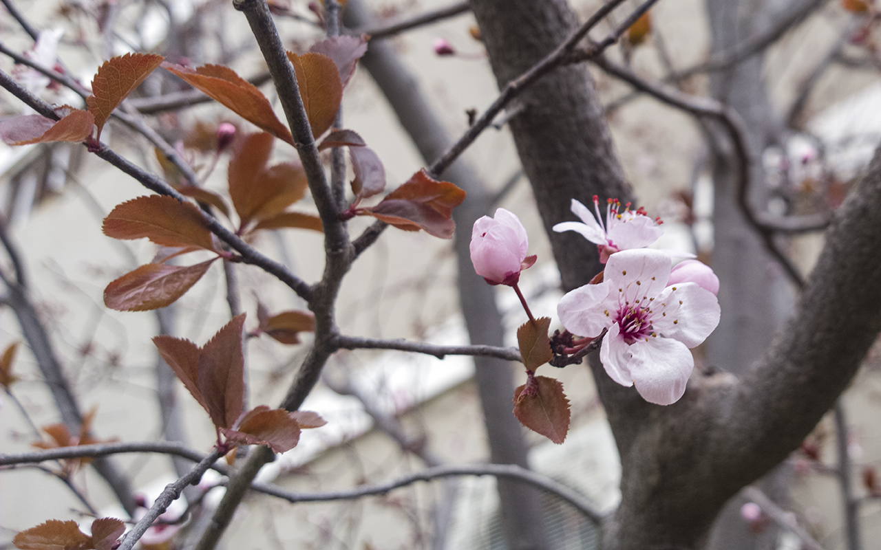 Изображение особи род Prunus.