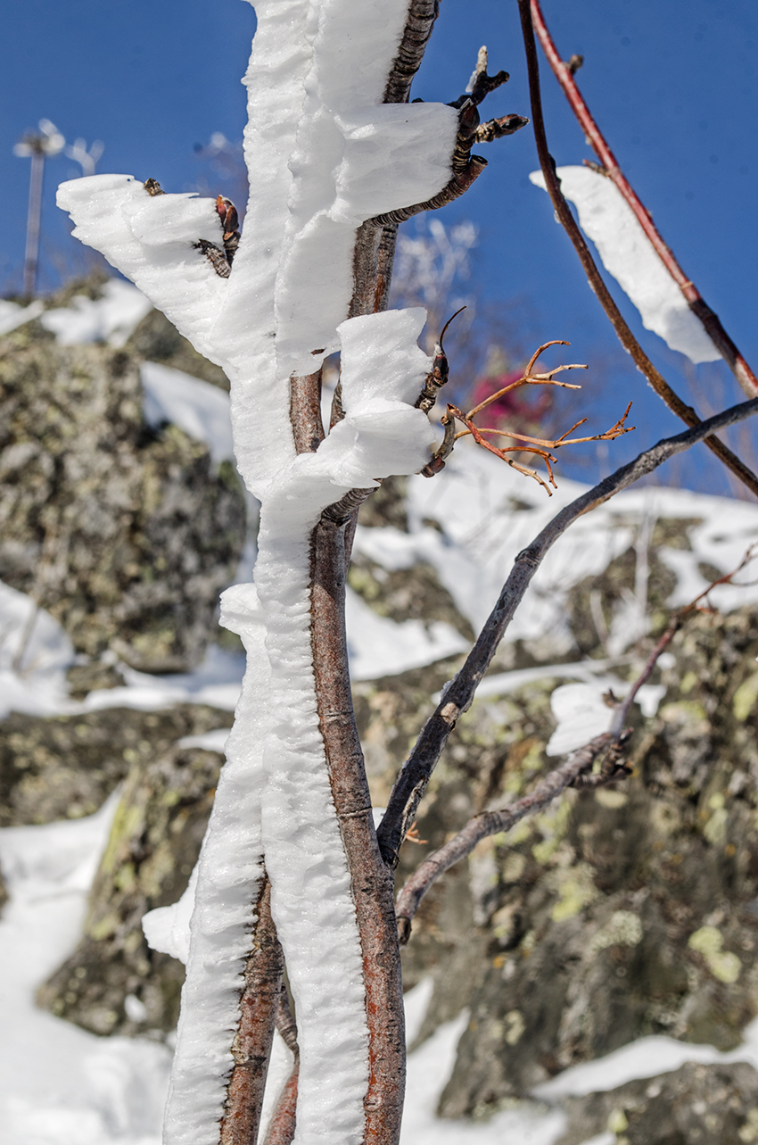 Изображение особи род Sorbus.