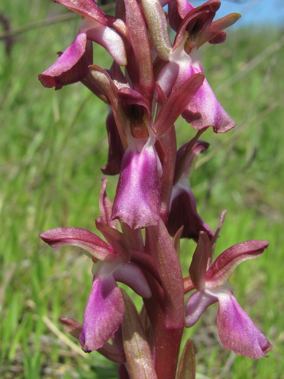 Image of Anacamptis collina ssp. fedtschenkoi specimen.