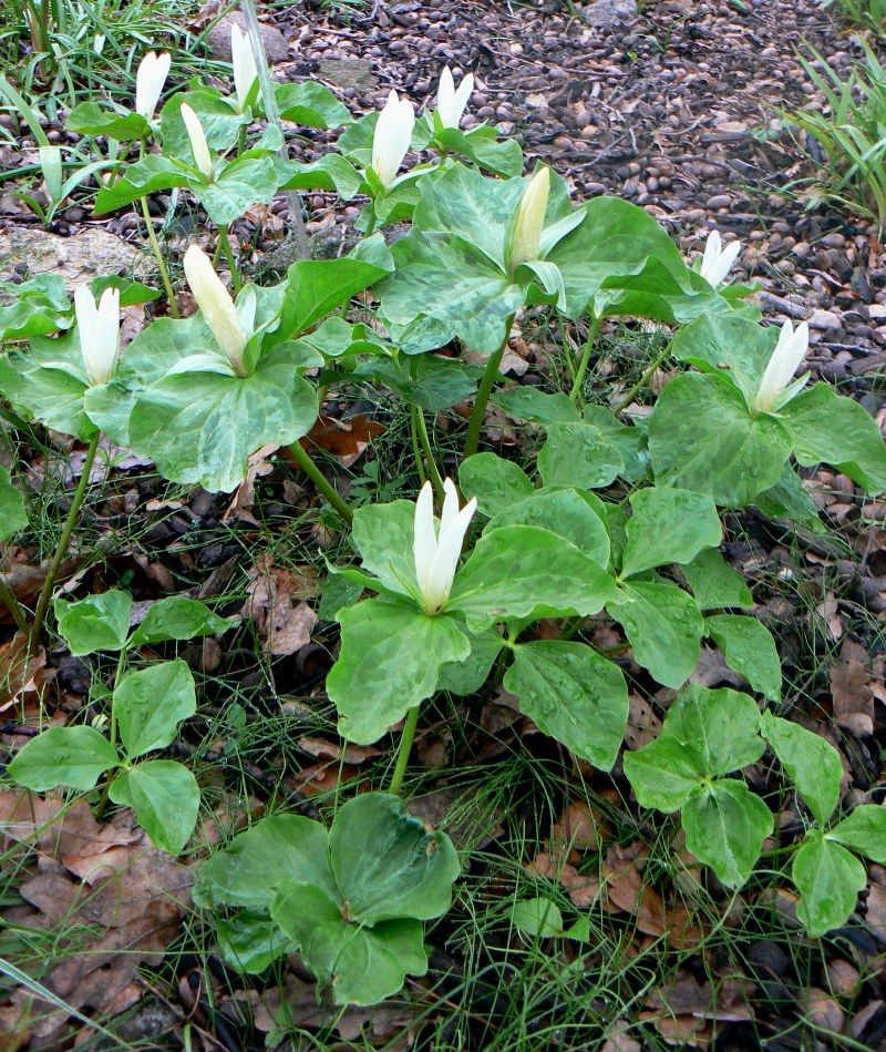 Image of Trillium sessile specimen.