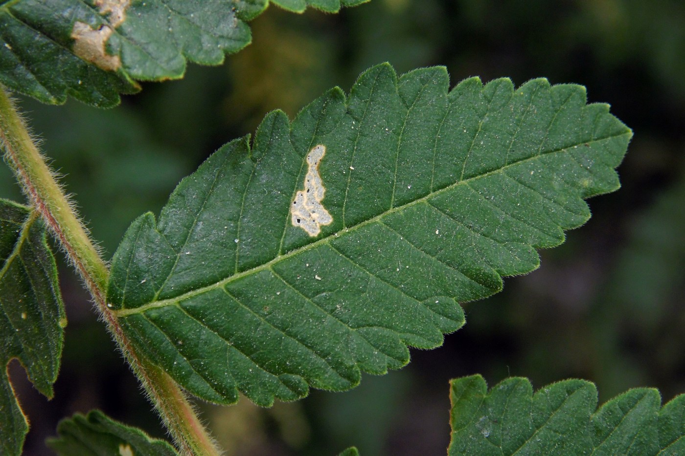 Image of Rhus coriaria specimen.