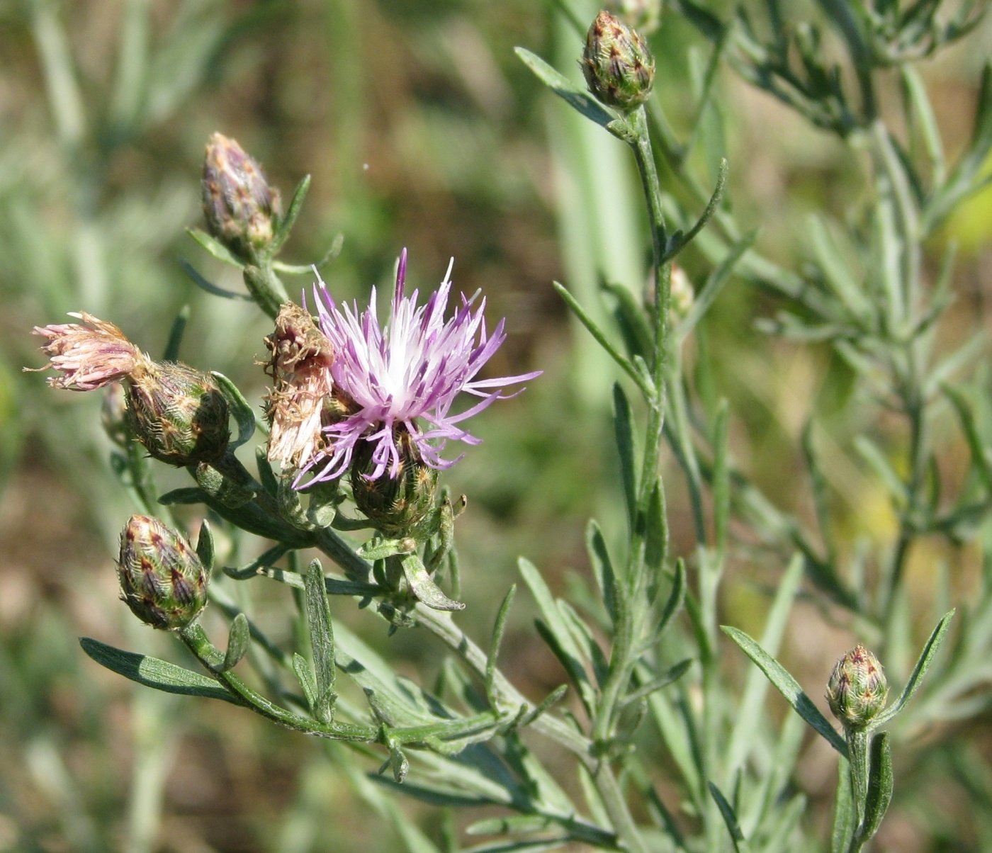 Image of Centaurea savranica specimen.