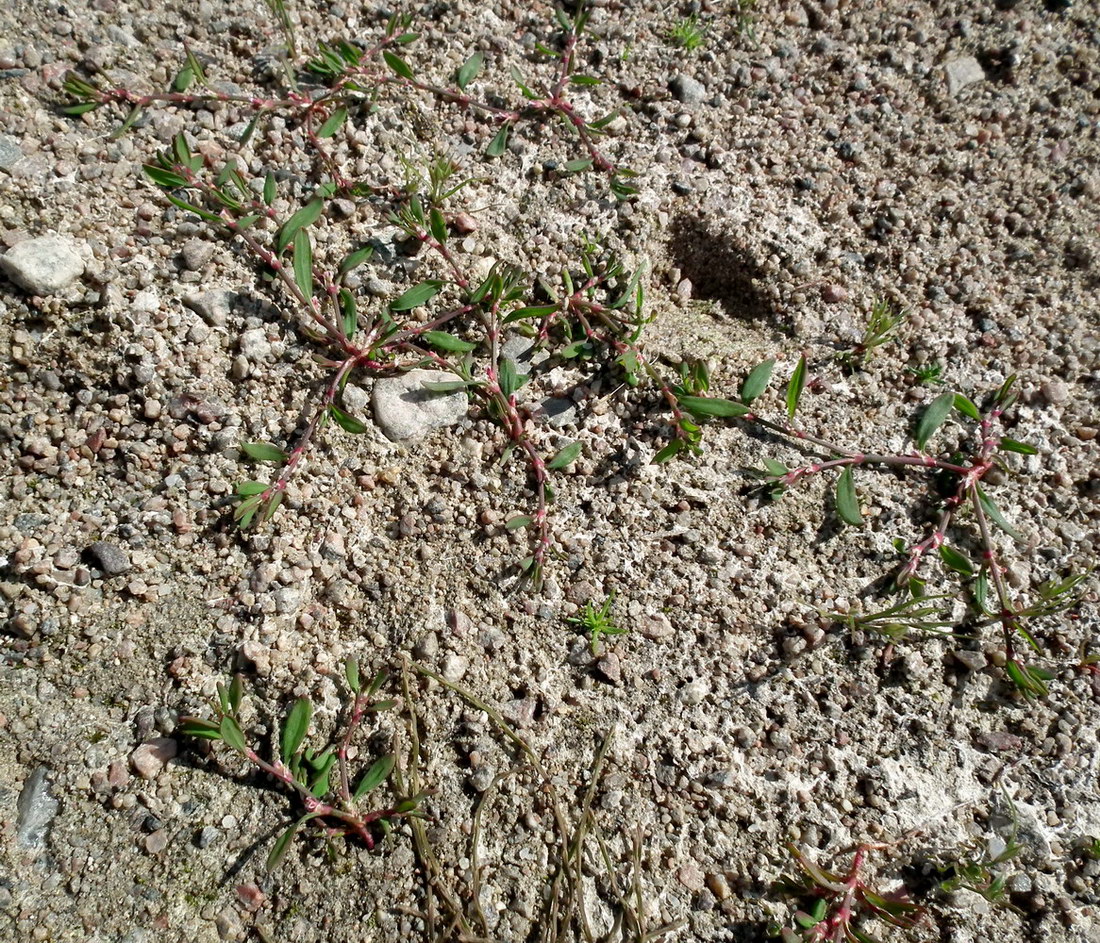 Image of genus Polygonum specimen.