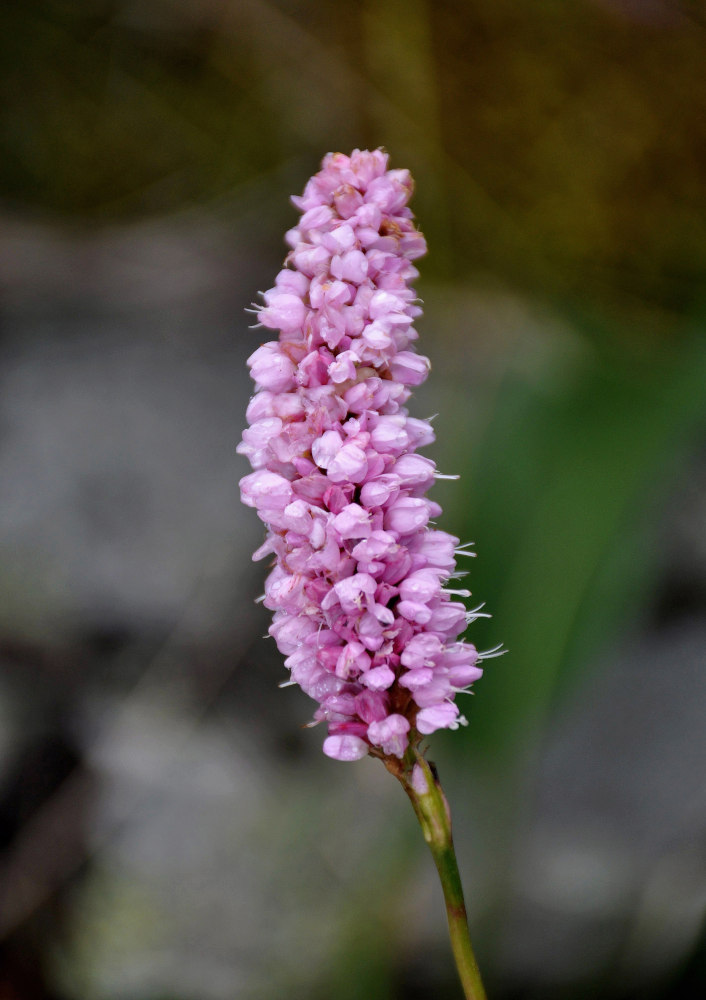 Изображение особи Bistorta officinalis.