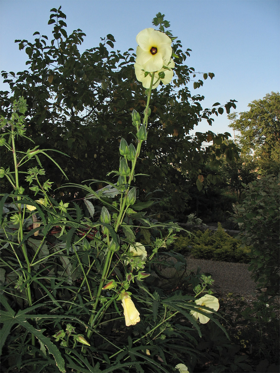 Image of Hibiscus manihot specimen.