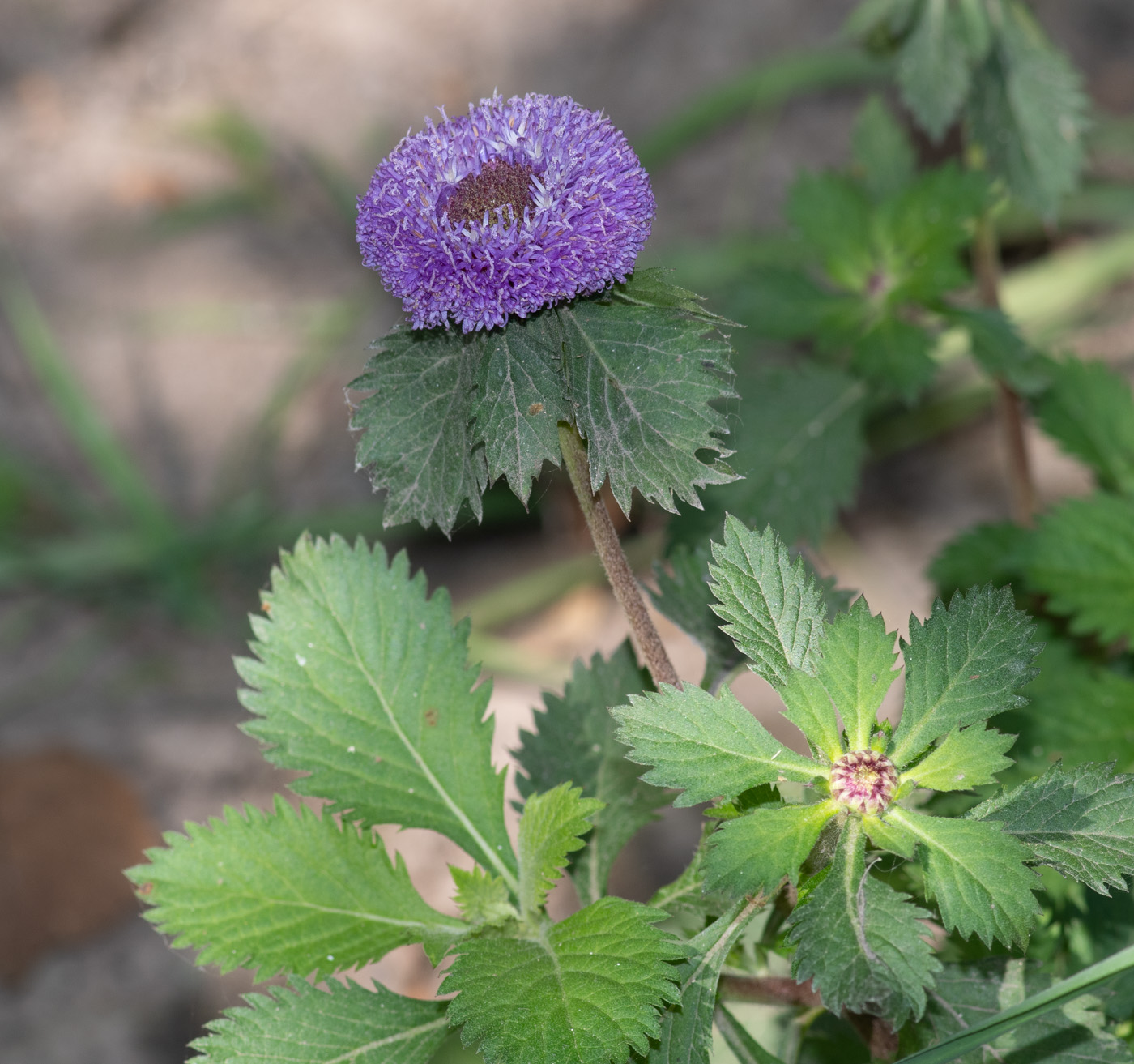 Изображение особи Centratherum punctatum.