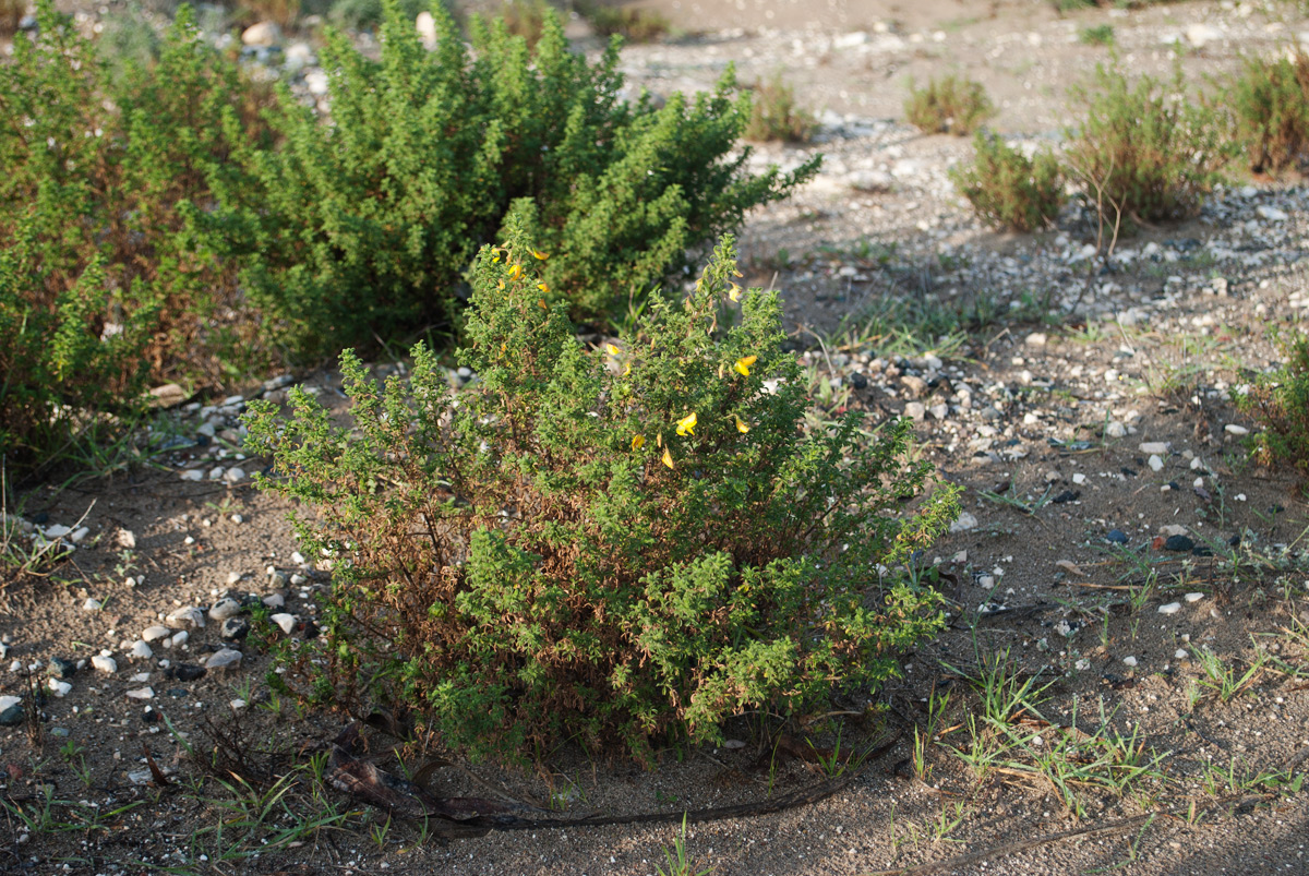 Image of Ononis natrix ssp. hispanica specimen.