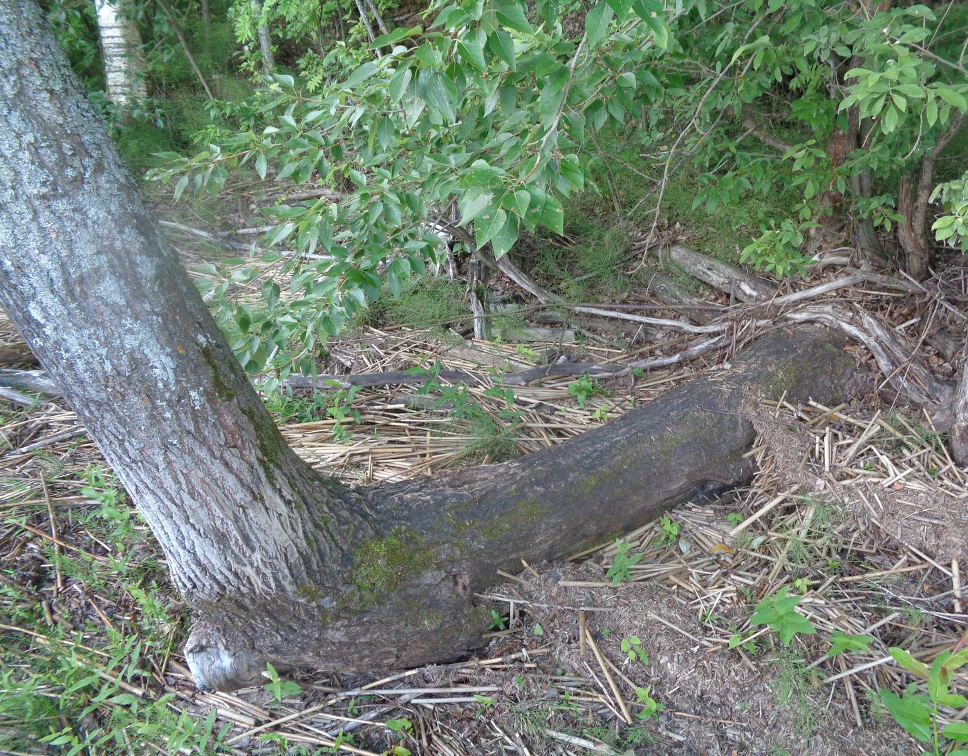 Image of Populus longifolia specimen.