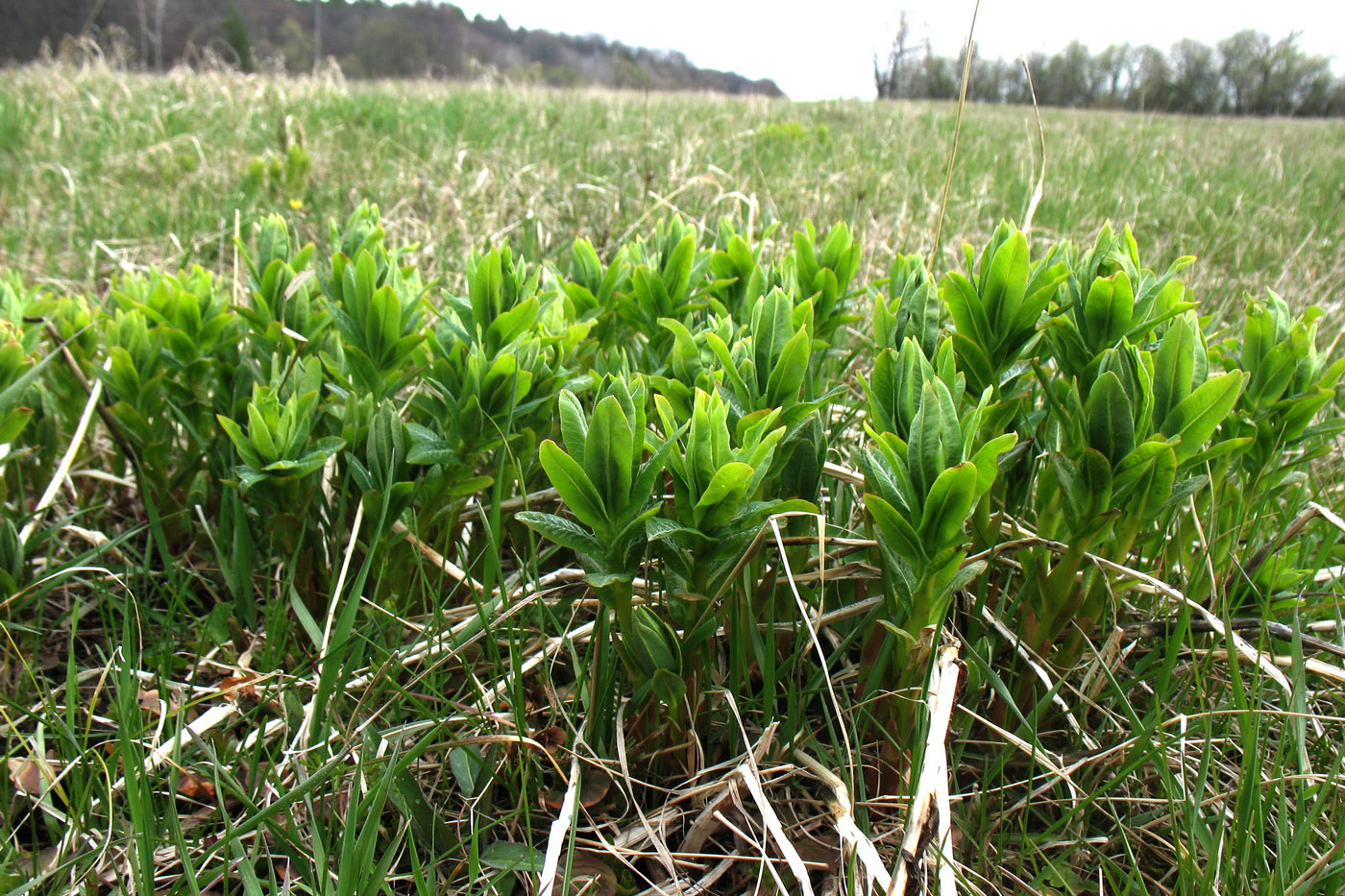 Image of Euphorbia semivillosa specimen.