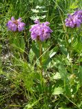 View full-size image Prunella grandiflora