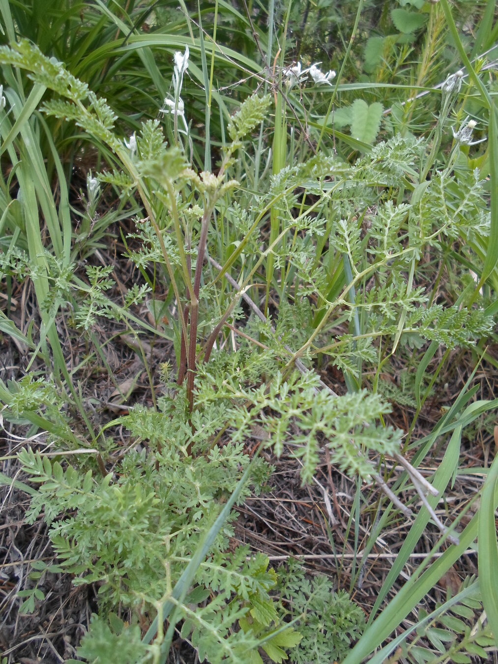 Image of Artemisia laciniata specimen.