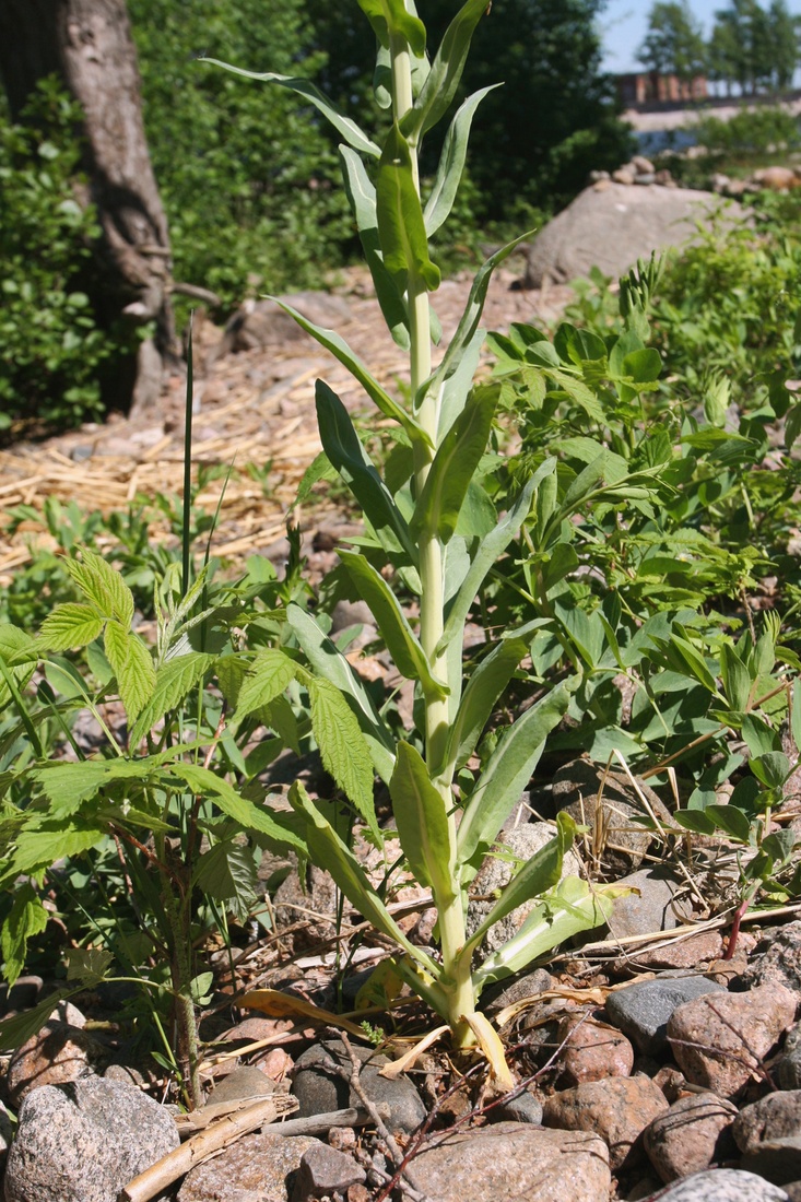 Image of Isatis tinctoria specimen.