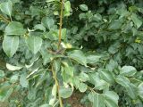 Смотреть изображение Pyrus pyraster