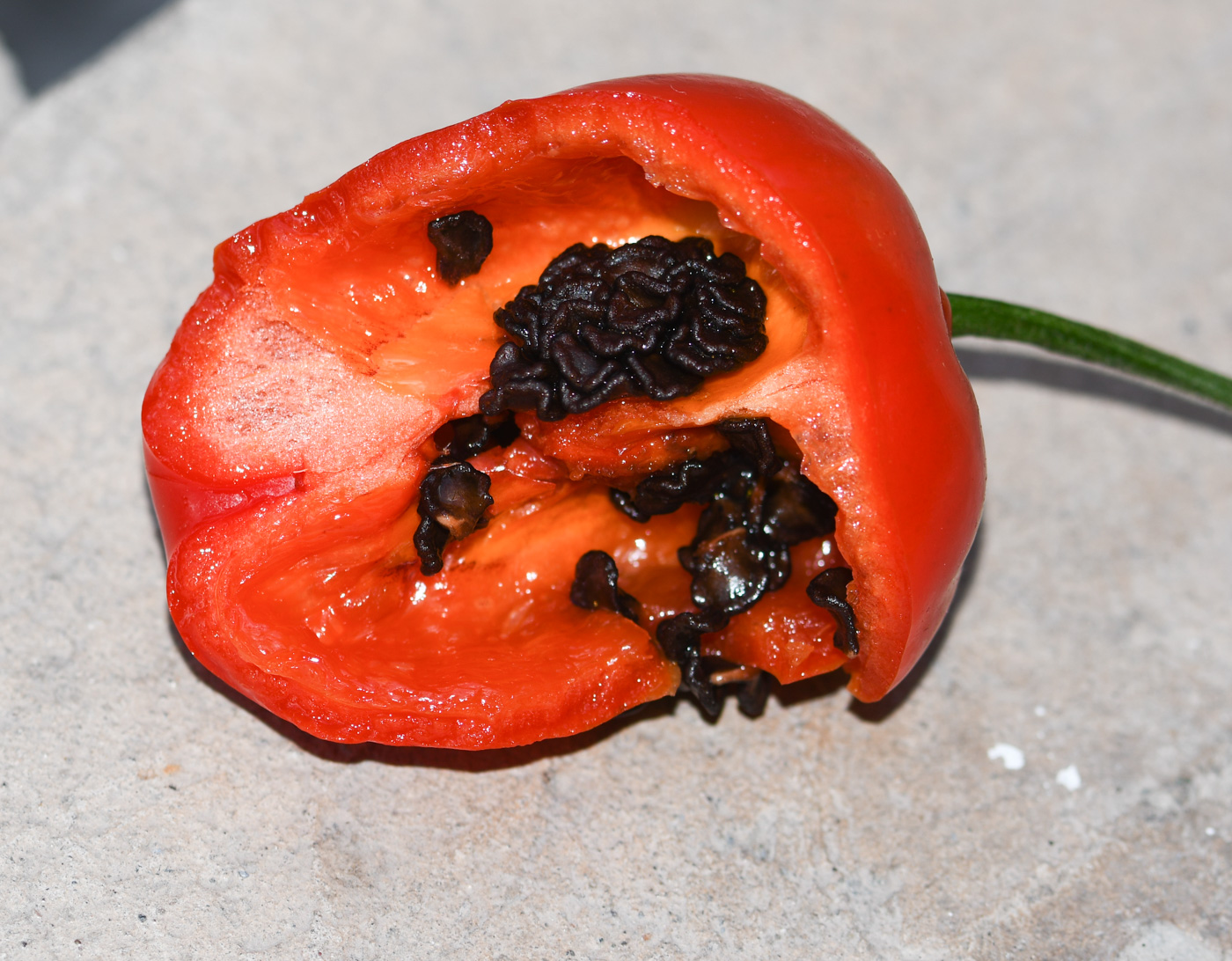 Image of Capsicum pubescens specimen.