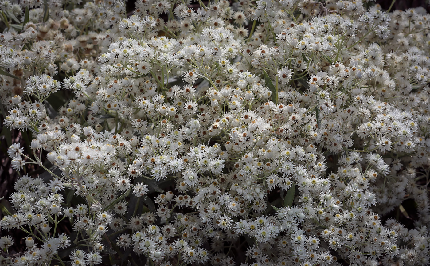 Изображение особи Anaphalis margaritacea.