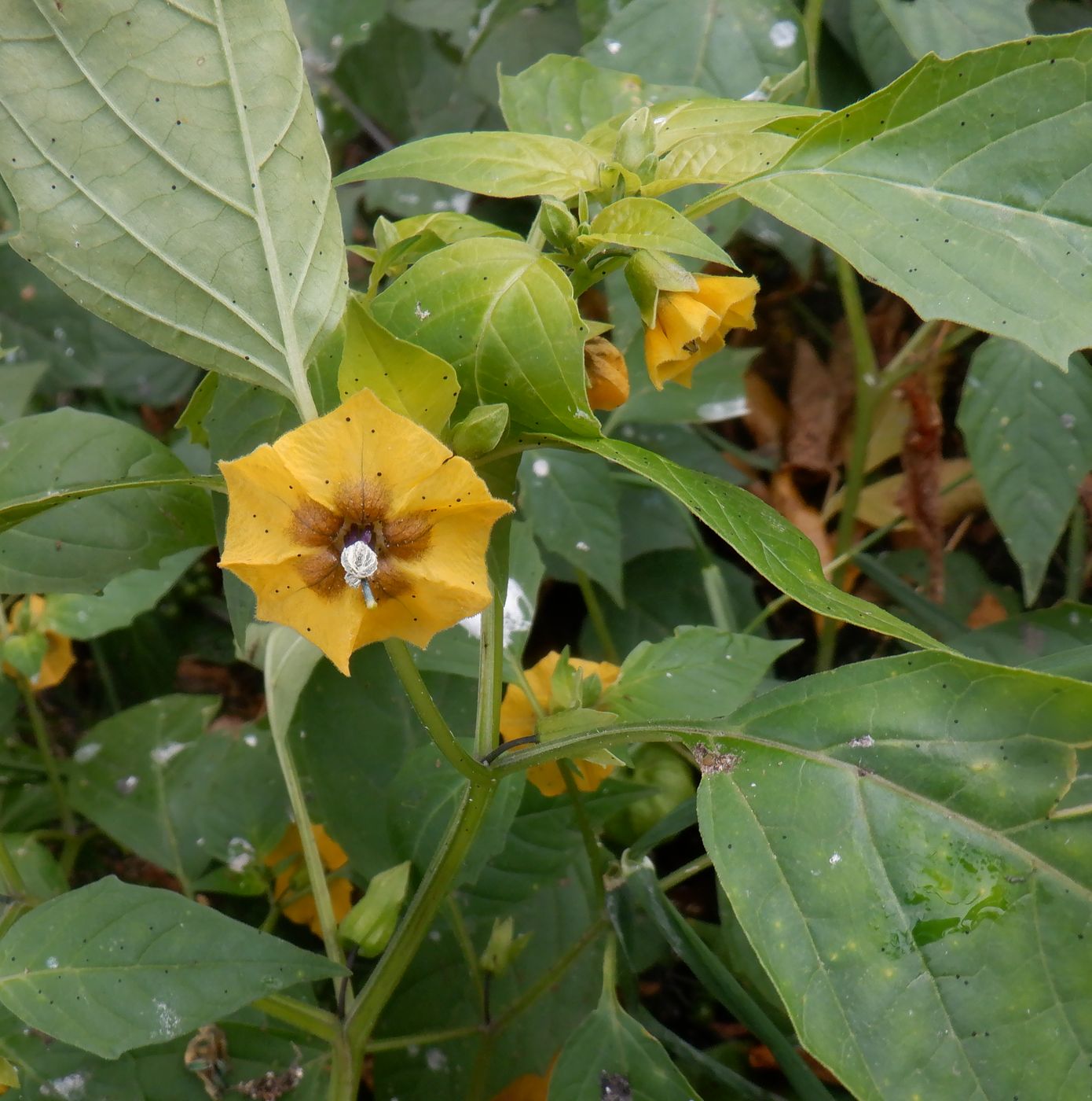 Изображение особи Physalis ixocarpa.