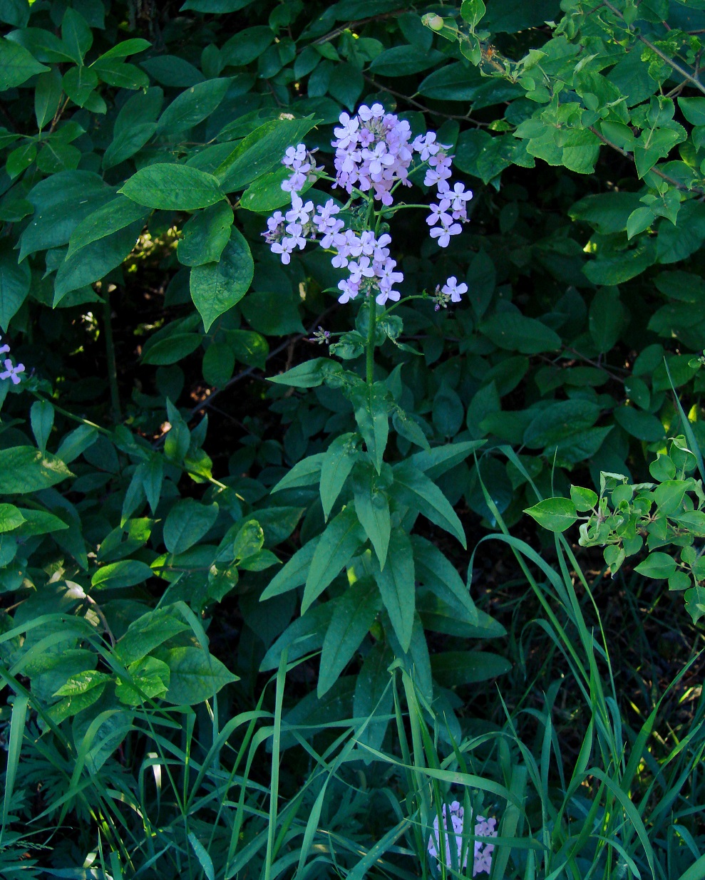 Image of Hesperis sibirica specimen.