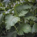 Silphium perfoliatum