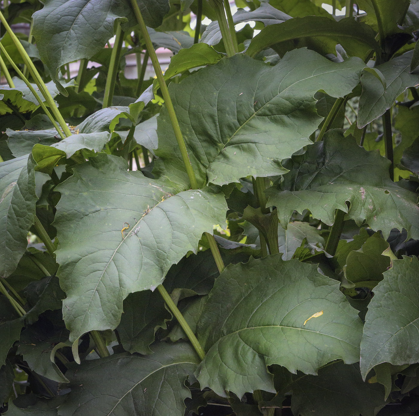 Изображение особи Silphium perfoliatum.