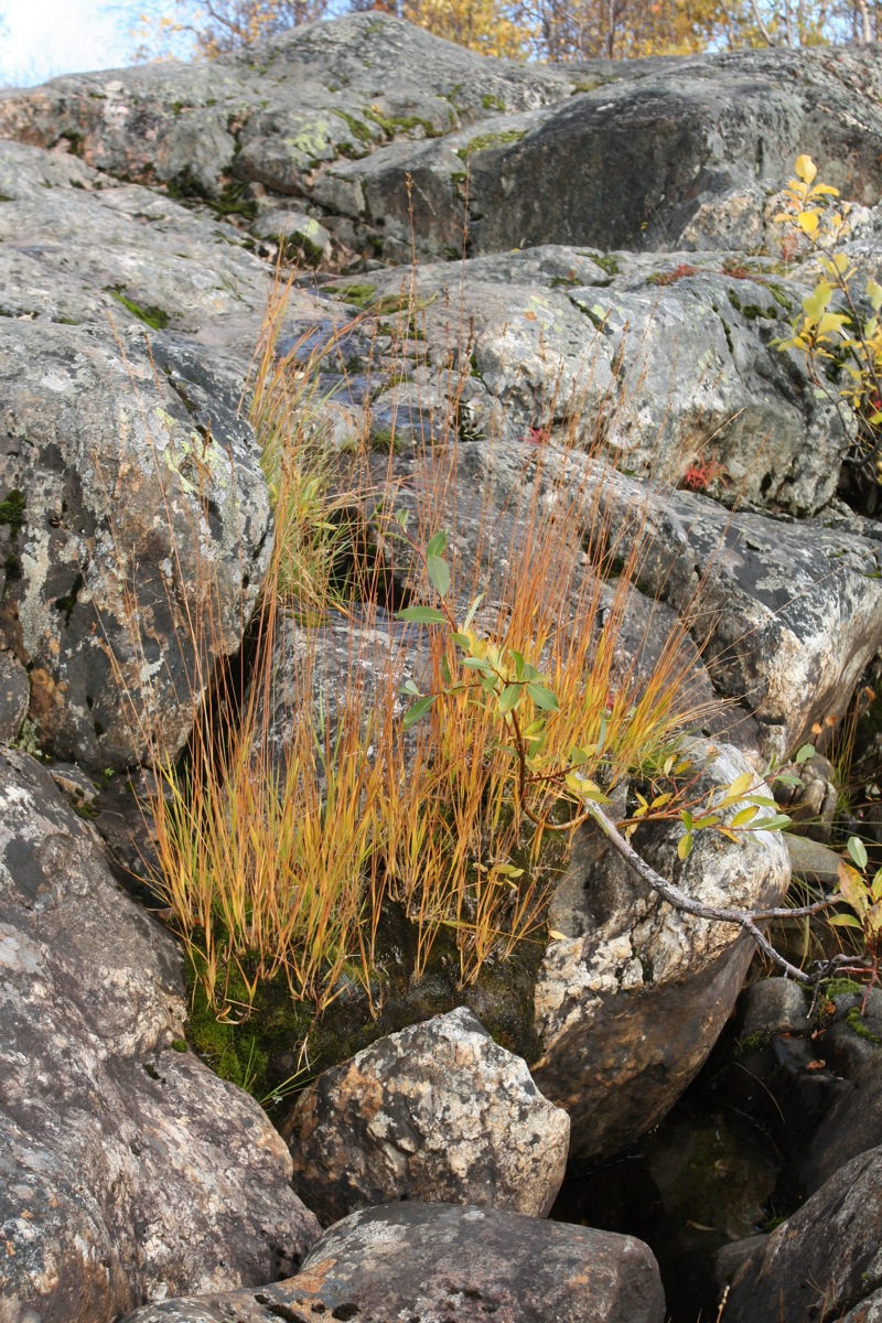 Image of Molinia caerulea specimen.