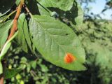 Prunus cerasifera. Лист с поражением грибом Polystigma rubrum. Краснодарский край, Кавказский р-н, ст-ца Темижбекская, у жилья. 16.09.2020.