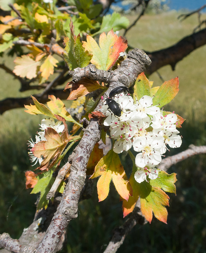 Изображение особи Crataegus rhipidophylla.