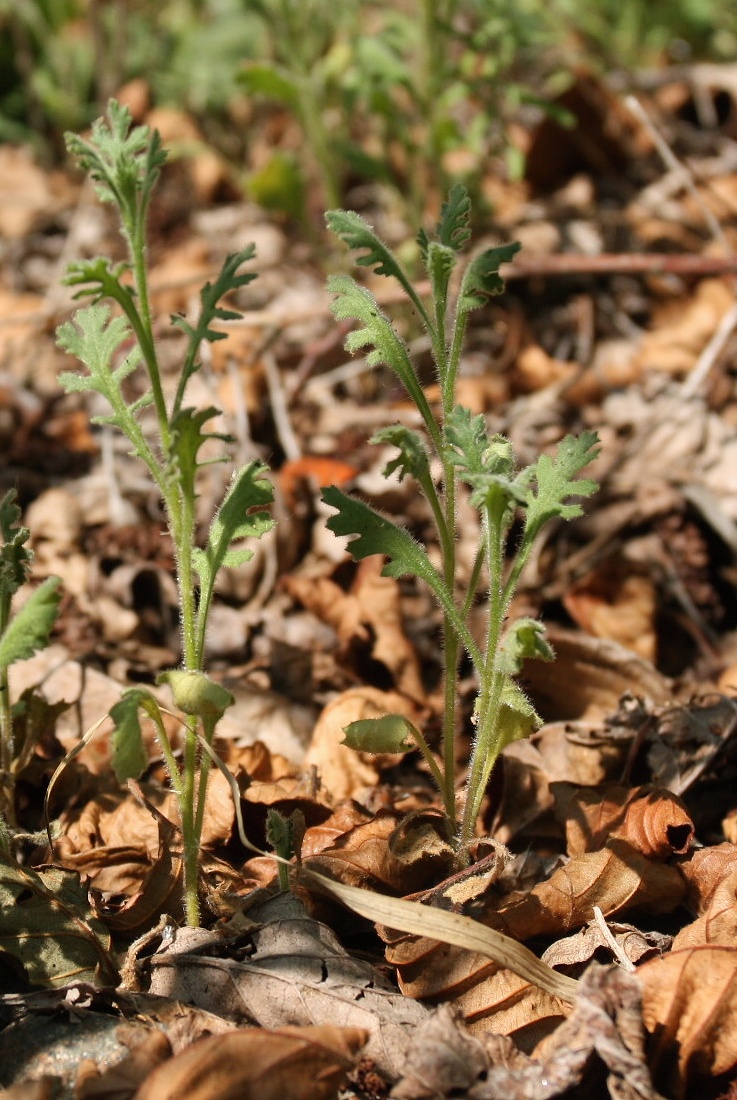 Изображение особи Senecio viscosus.