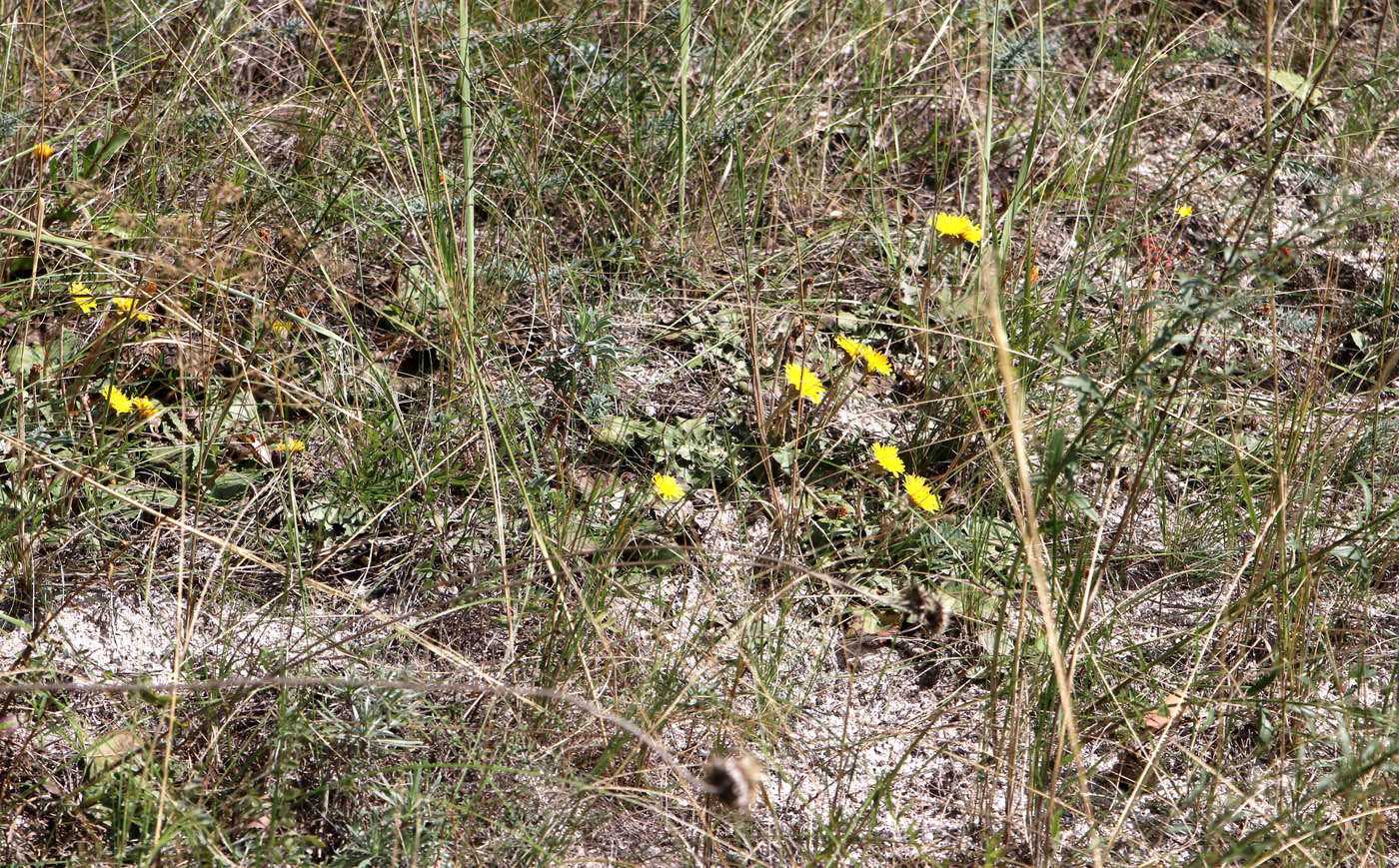 Image of Taraxacum serotinum specimen.