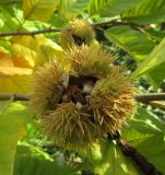 Смотреть изображение Castanea mollissima