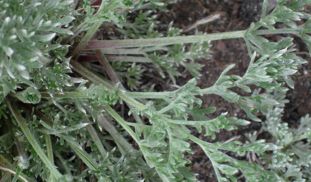 Image of Artemisia borealis specimen.