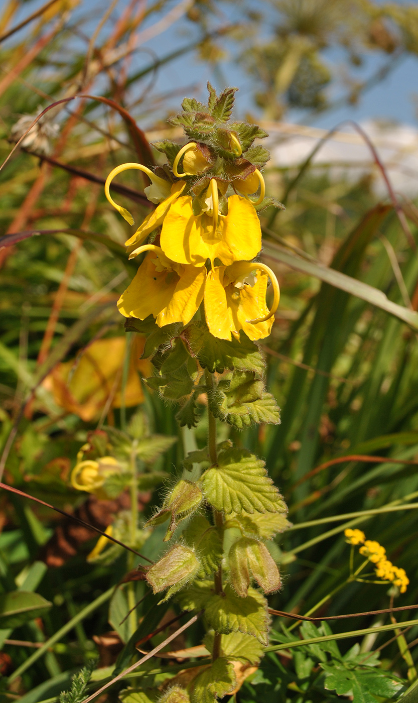 Изображение особи Rhynchocorys orientalis.