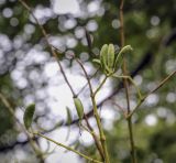 Syringa reticulata ssp. pekinensis