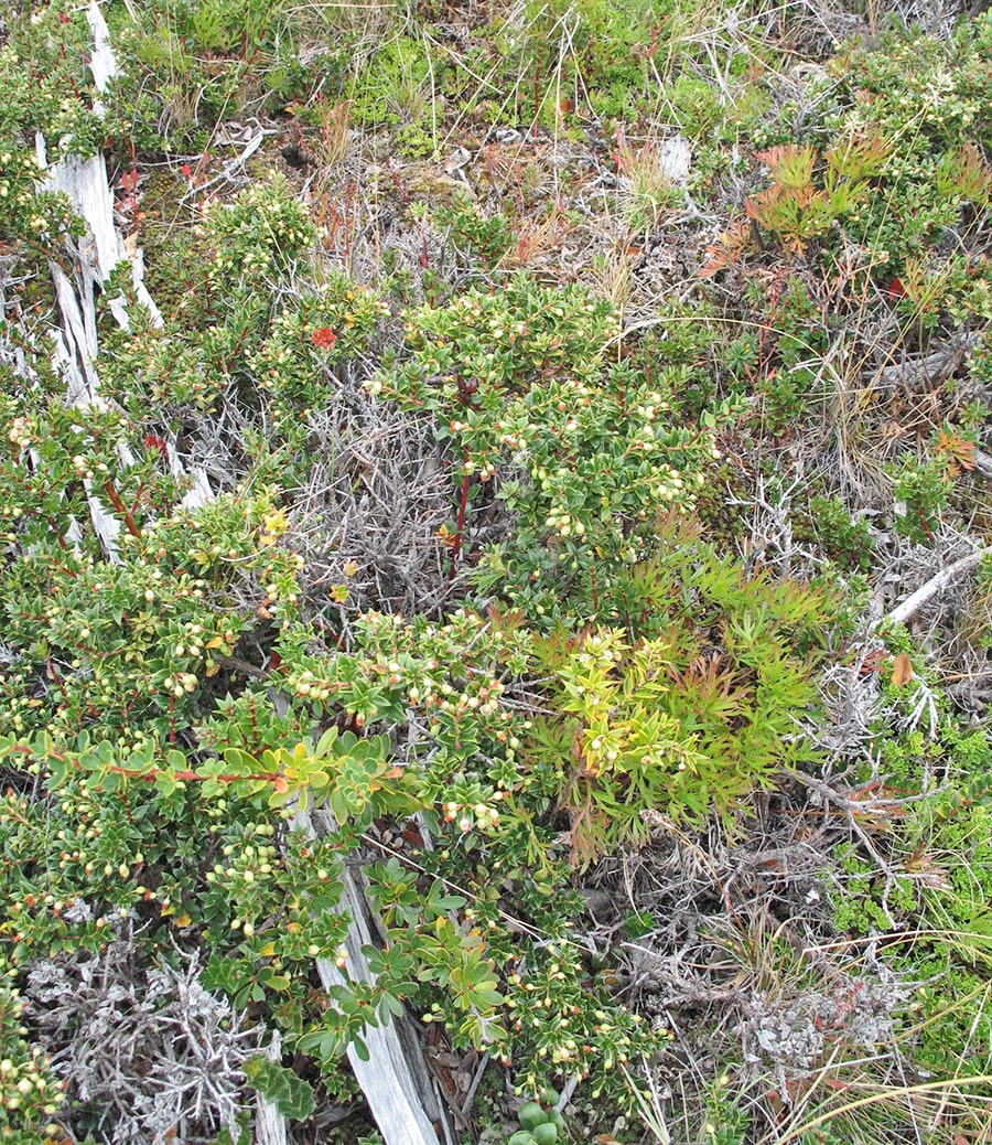 Image of Pernettya mucronata specimen.