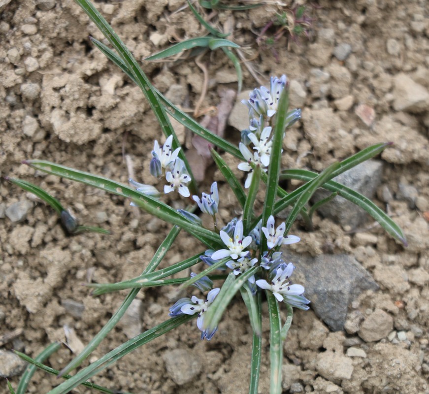 Image of Hyacinthella atropatana specimen.