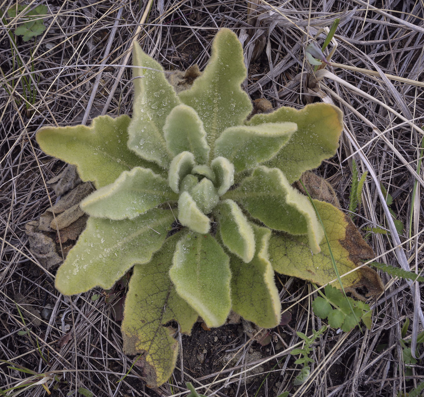 Image of Verbascum thapsus specimen.