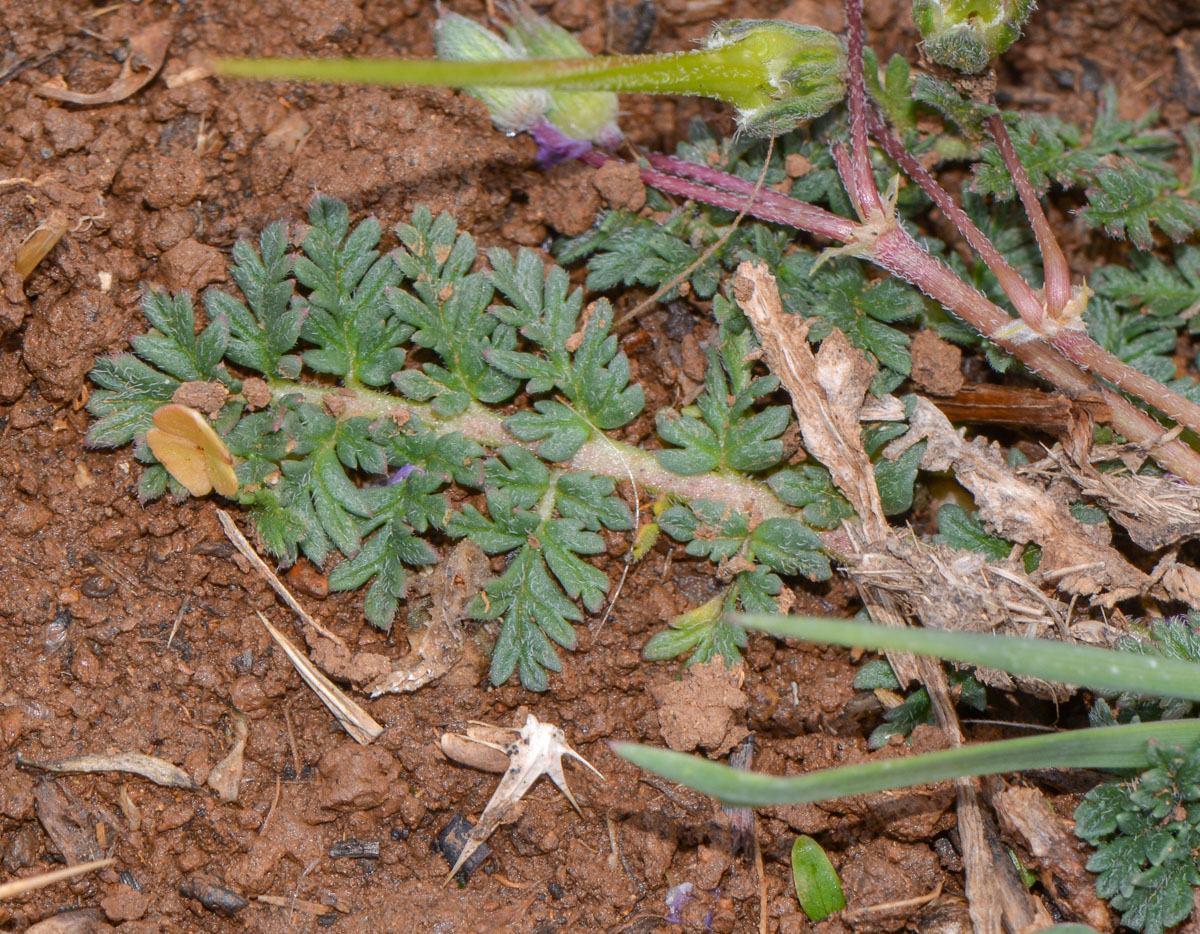 Изображение особи Erodium acaule.