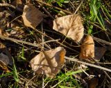 Populus nigra