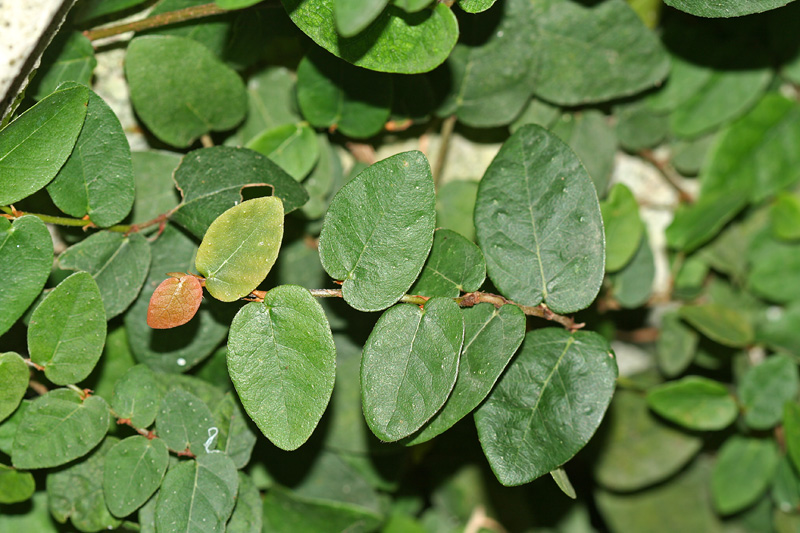 Изображение особи Ficus pumila.