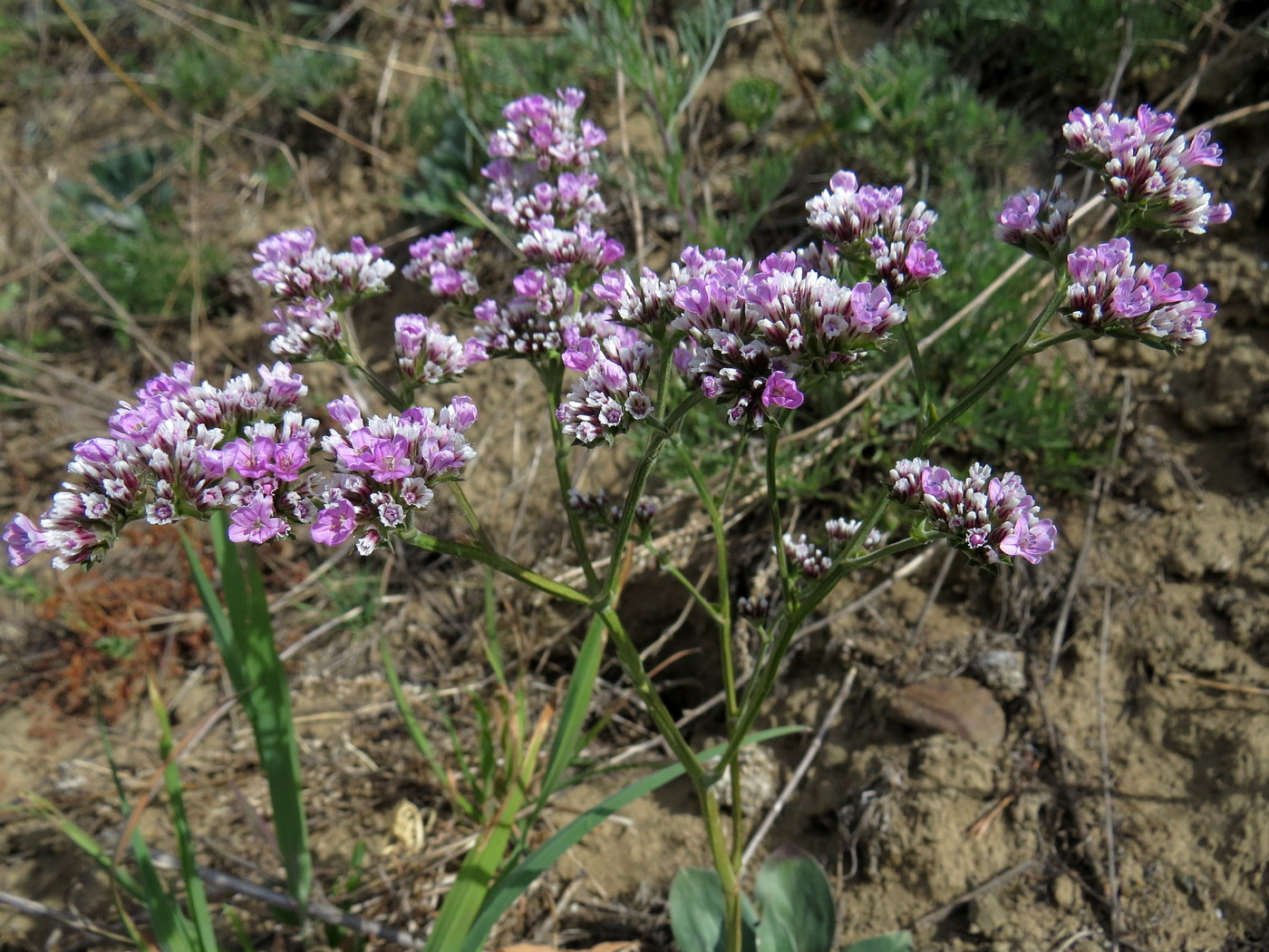 Изображение особи Goniolimon speciosum.