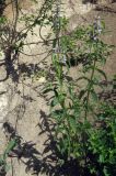 Stachyopsis oblongata. Цветущее растение. Казахстан, Заилийский Алатау, Аксайское ущелье, 1800 м н.у.м. 11.06.2010.