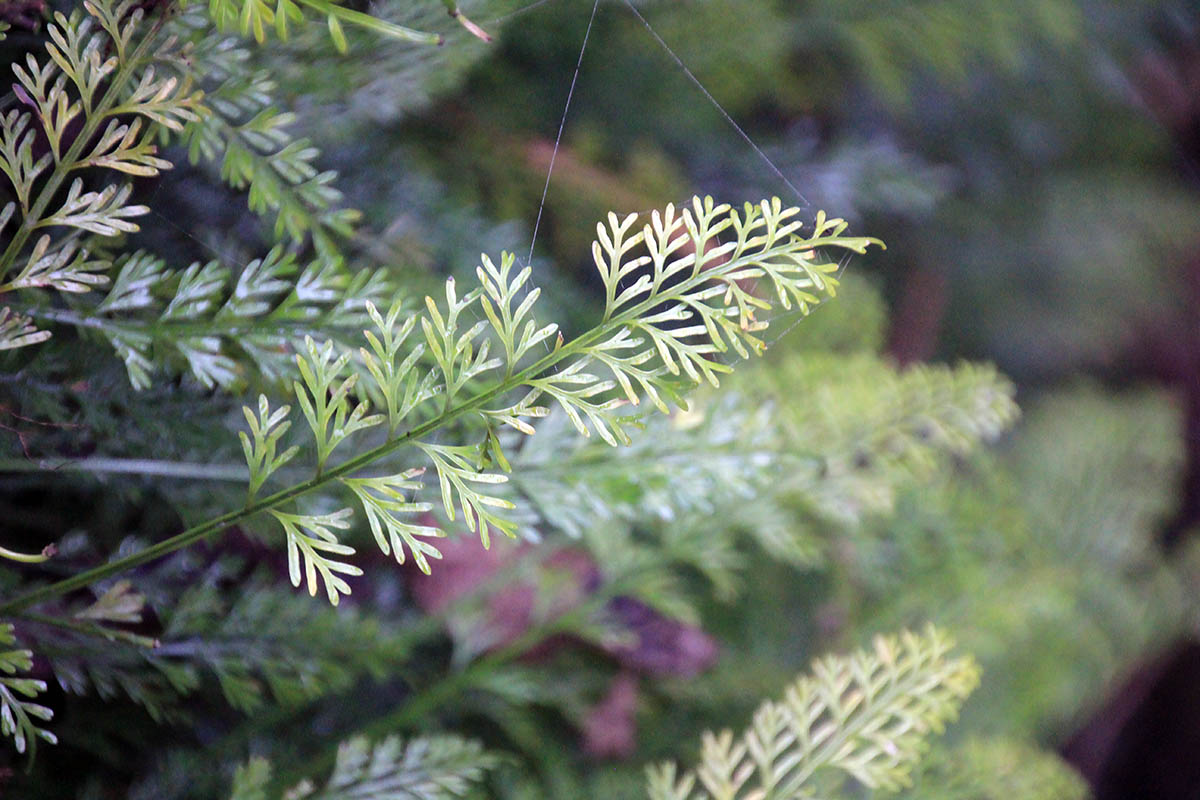 Изображение особи род Asplenium.