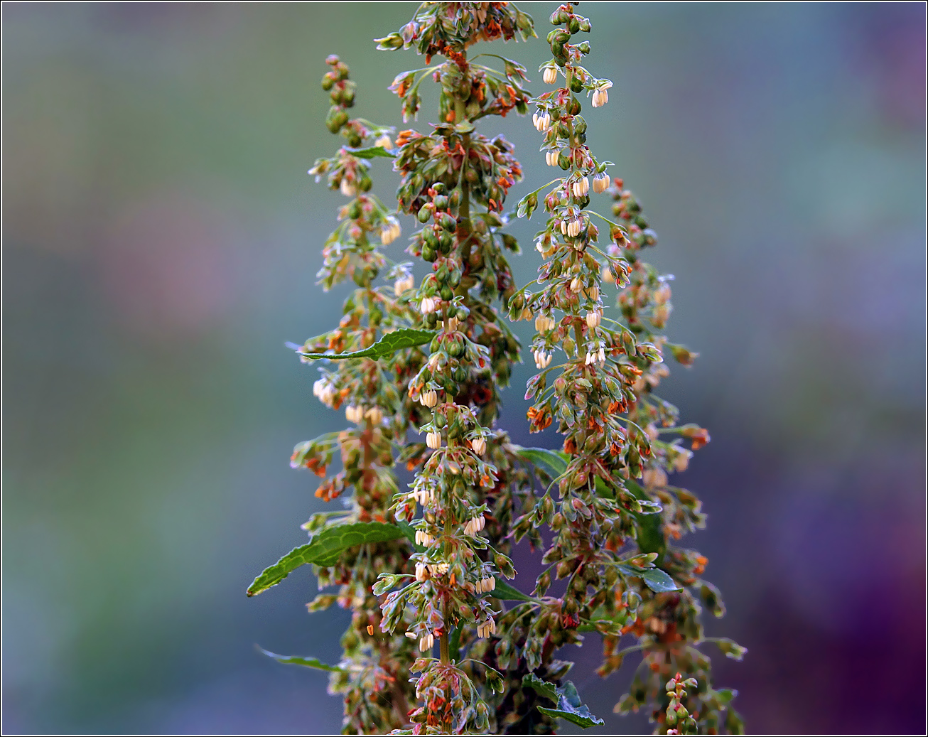 Изображение особи Rumex sylvestris.