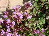 genus Thymus. Часть цветущего растения. Якутия, Мирнинский р-н, окр. пос. Светлый, щебнистый склон р. М. Ботуобуя. 12.07.2009.